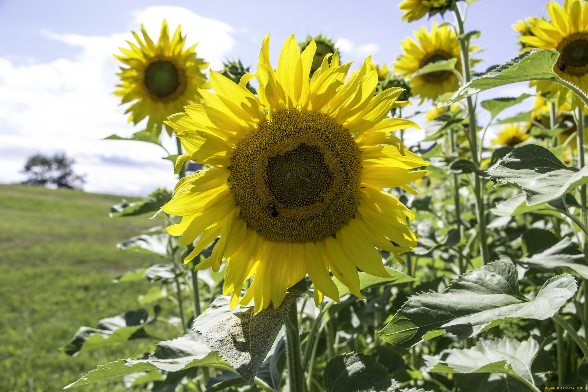 цветы, подсолнухи, flowers, sunflower, цветение, лепестки, подсолнух, bloom, petals