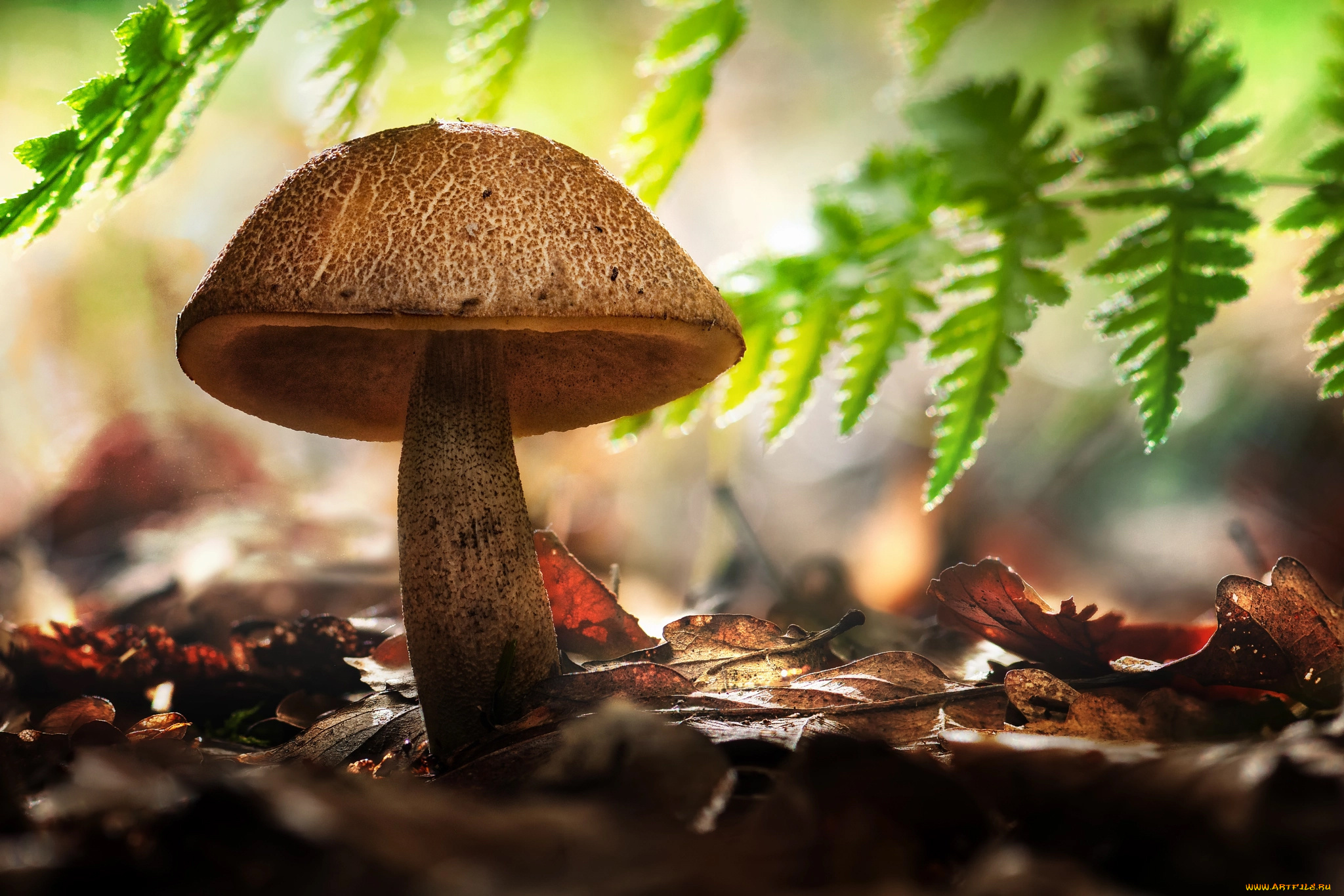 природа, грибы, листья, гриб, осень
