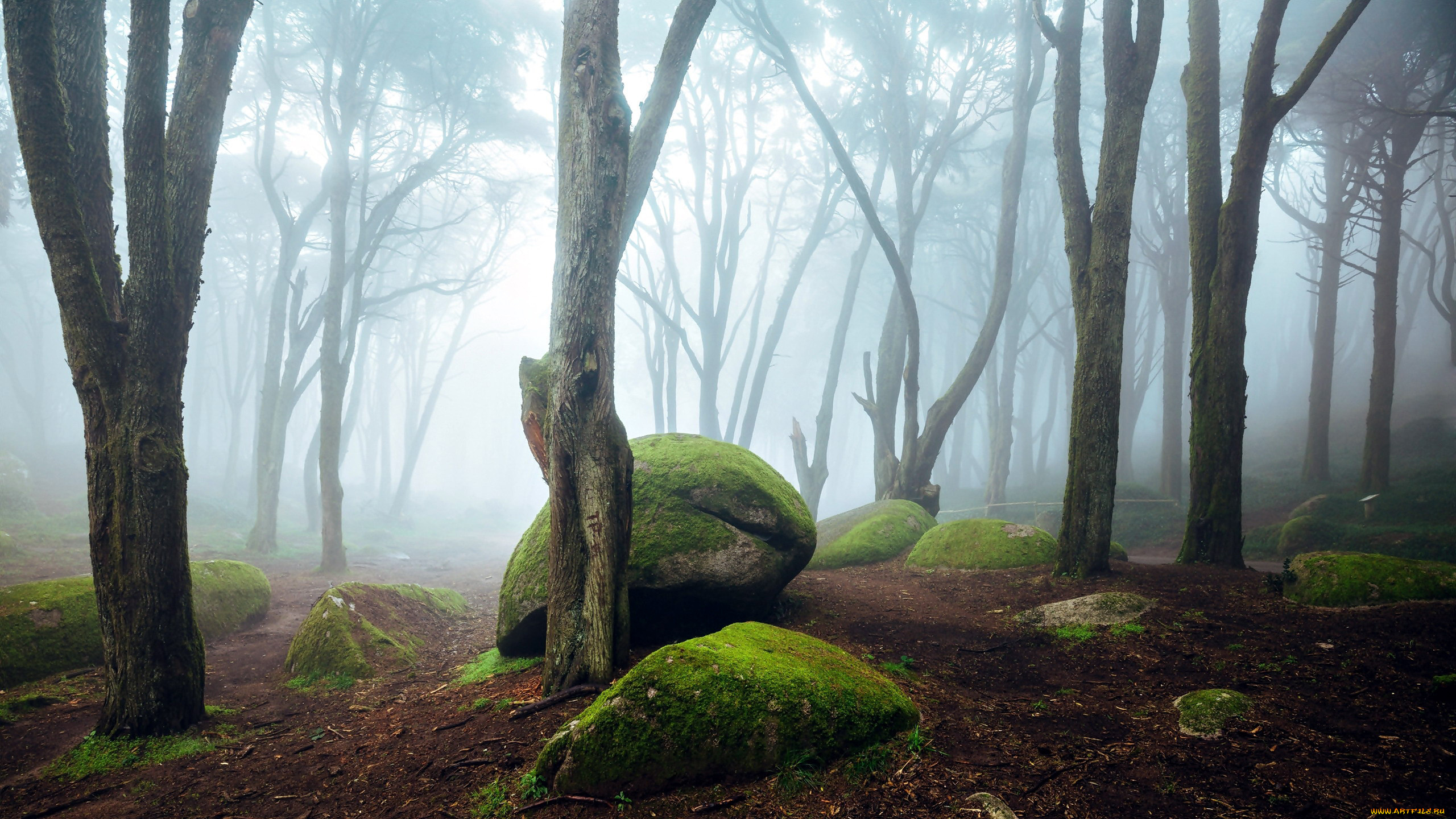 природа, лес, туман, стволы, деревья, валуны