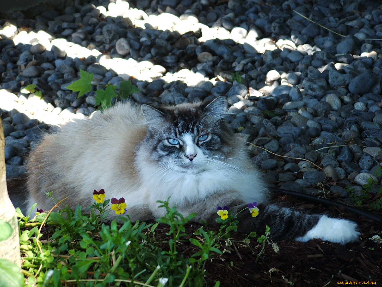 животные, коты