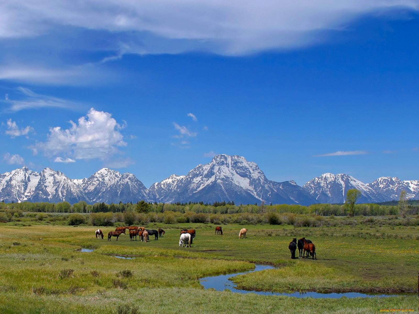 grazing, at, tetons, животные, лошади