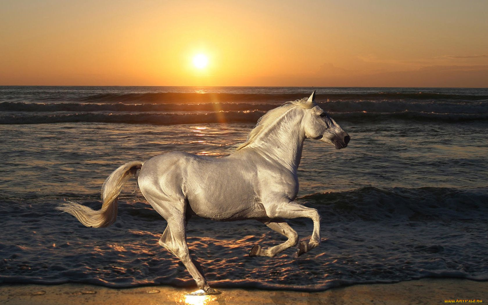 животные, лошади, море, закат