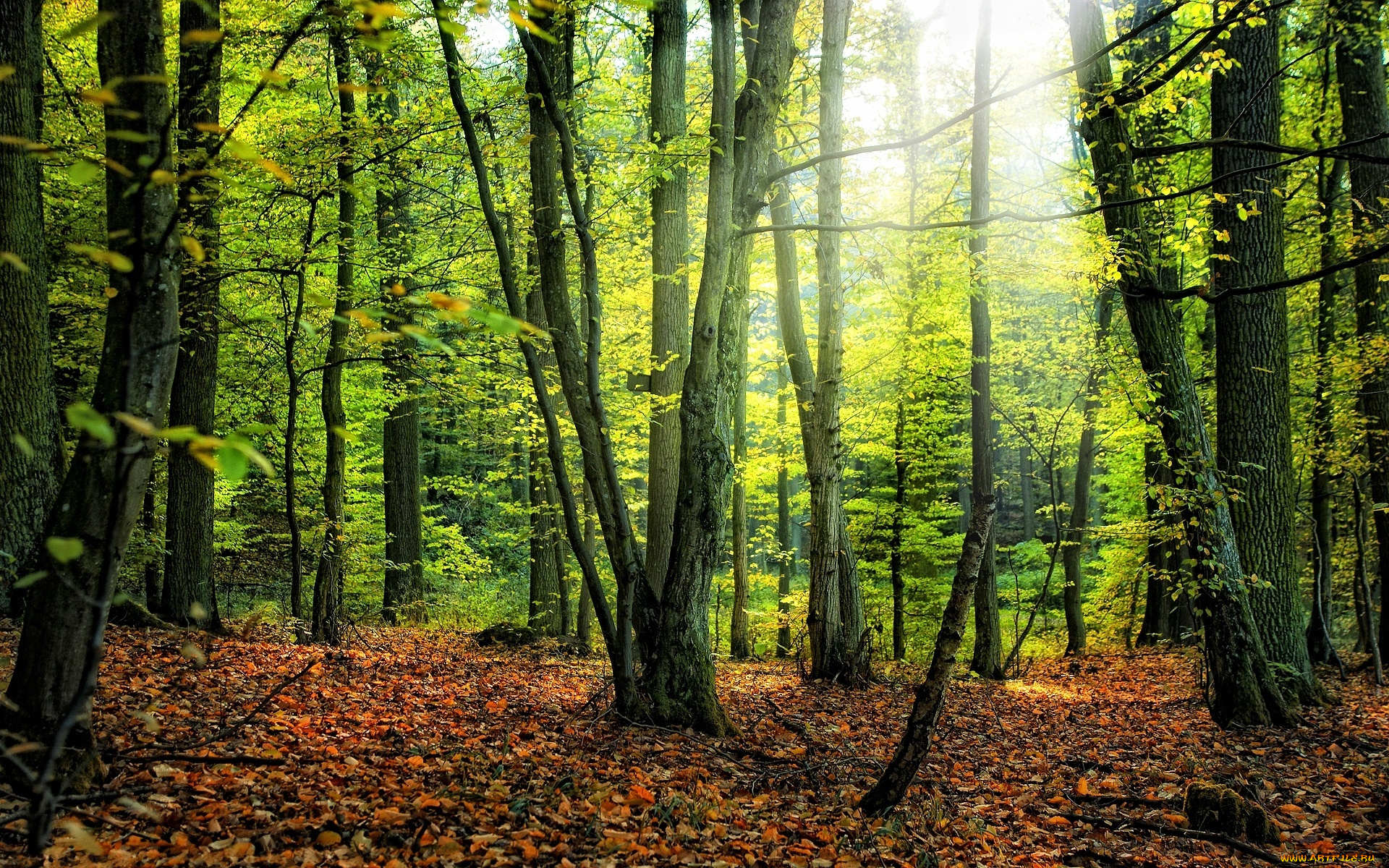 природа, лес, листья, лучи
