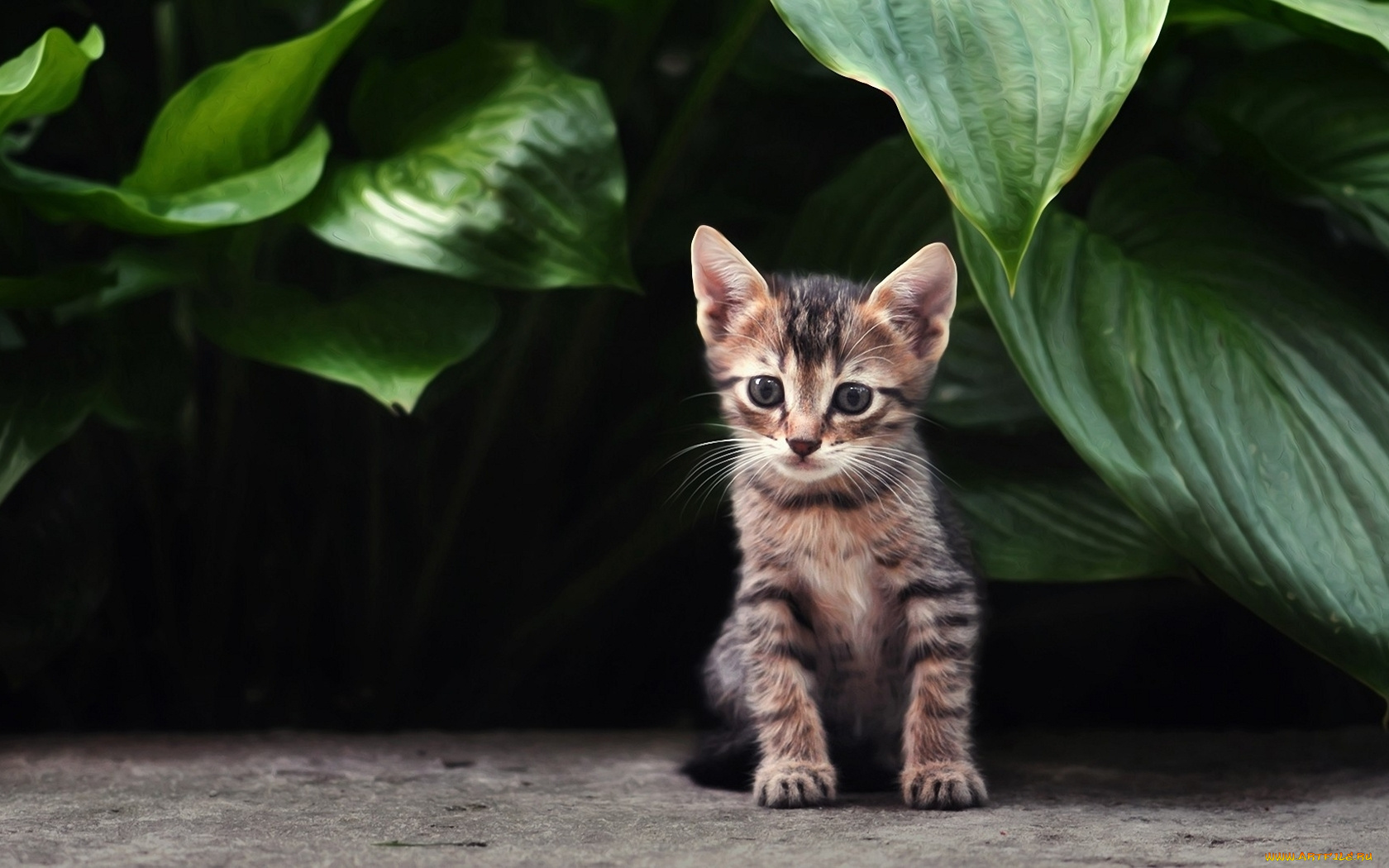 животные, коты, полосатый, кошка, листья, растения