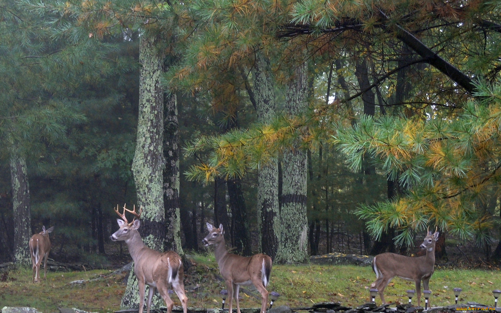 животные, олени, color, fall, deer