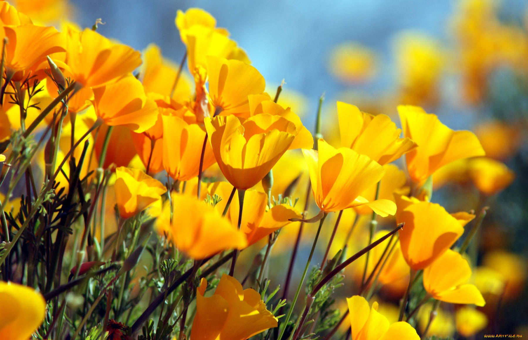 цветы, эшшольция, желтый, калифорнийский, мак