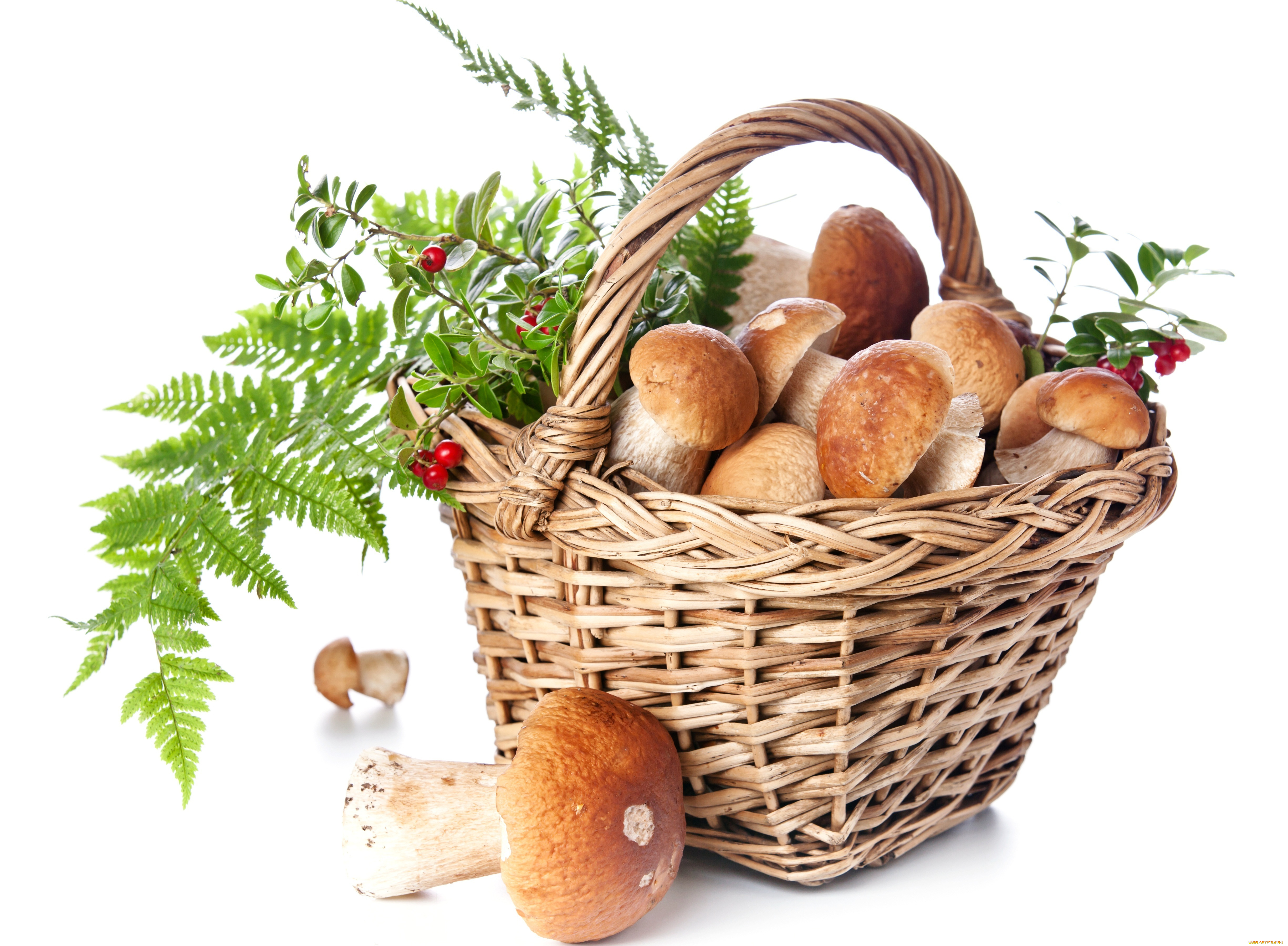 еда, грибы, грибные, блюда, белые, боровики, корзинка, ягоды, брусника, папоротник
