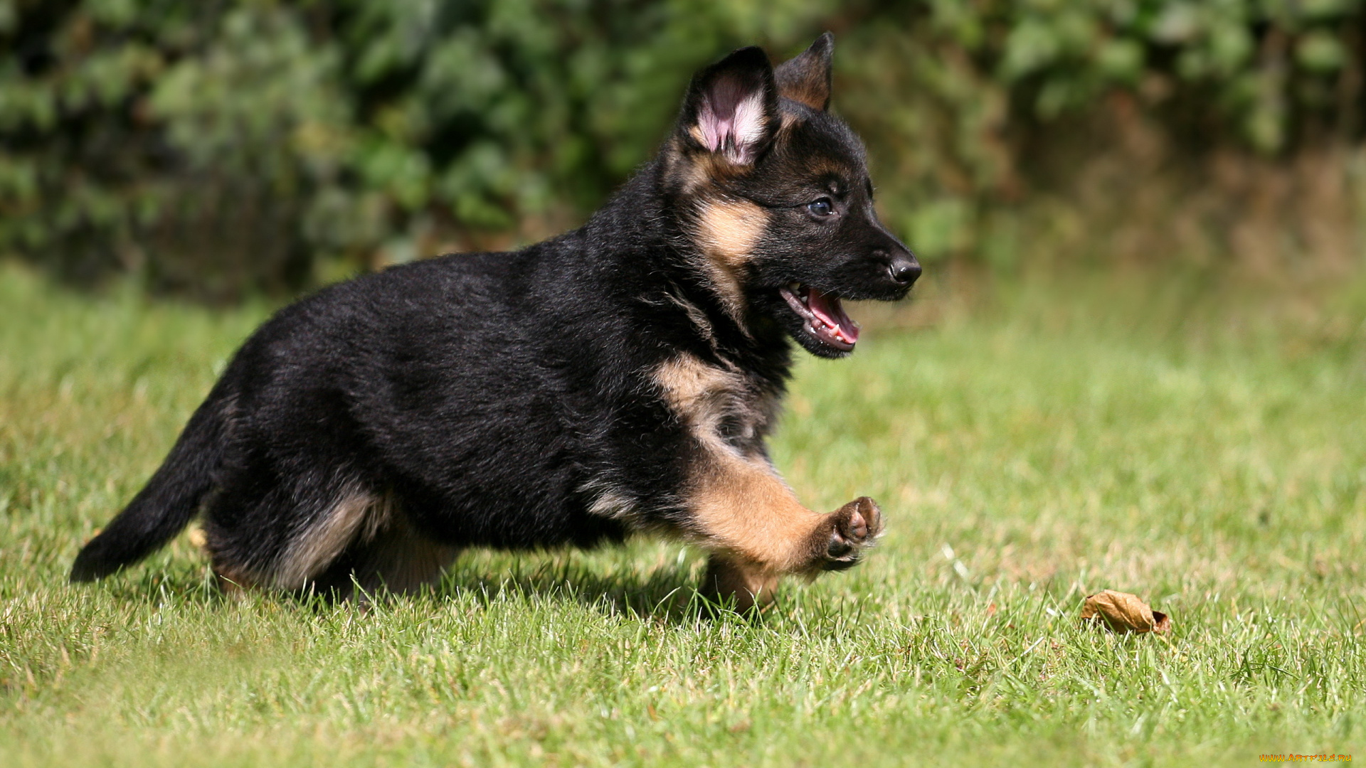 животные, собаки, german, shepherd, puppy, dog, pet