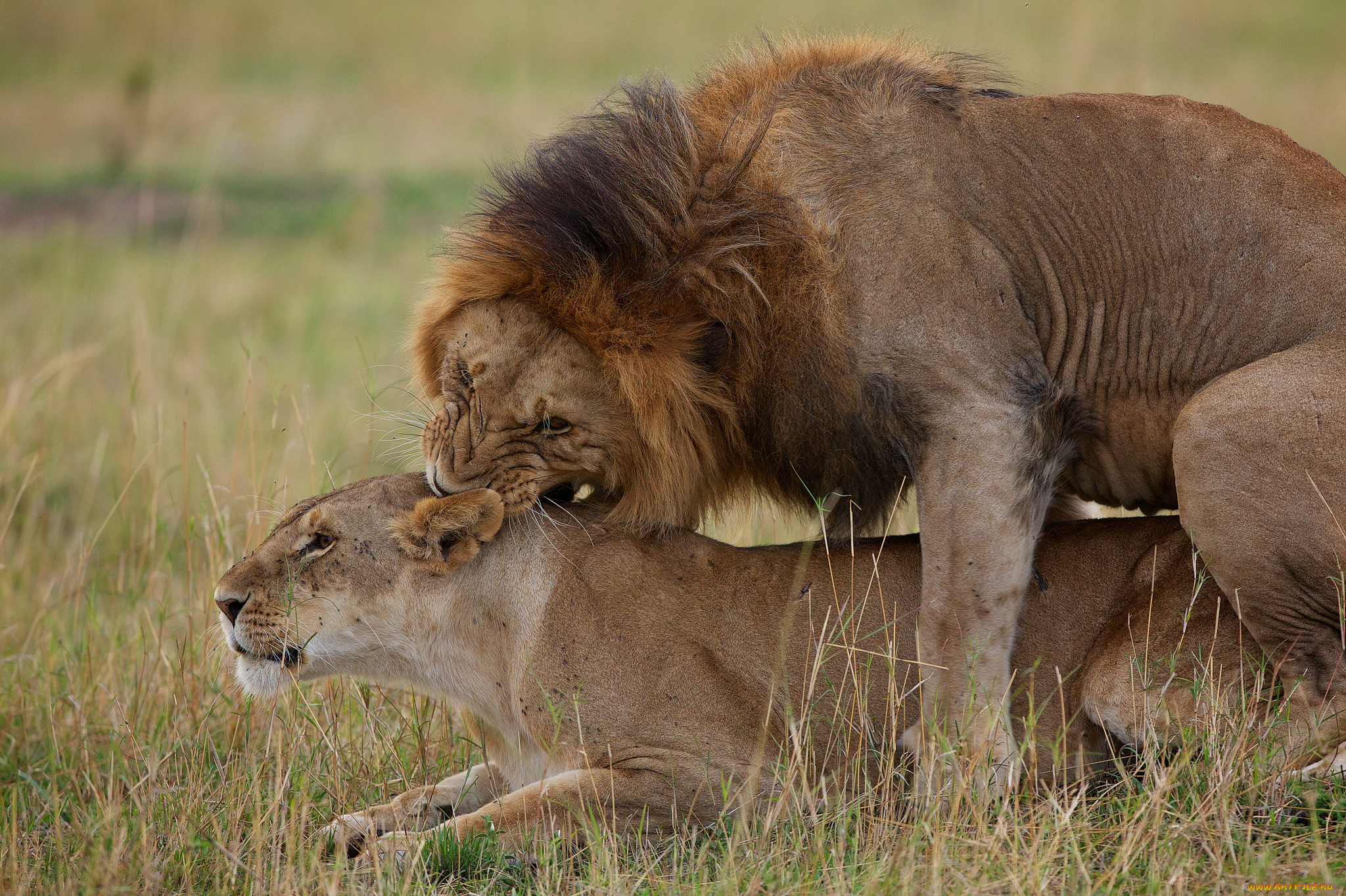 животные, львы, любовь