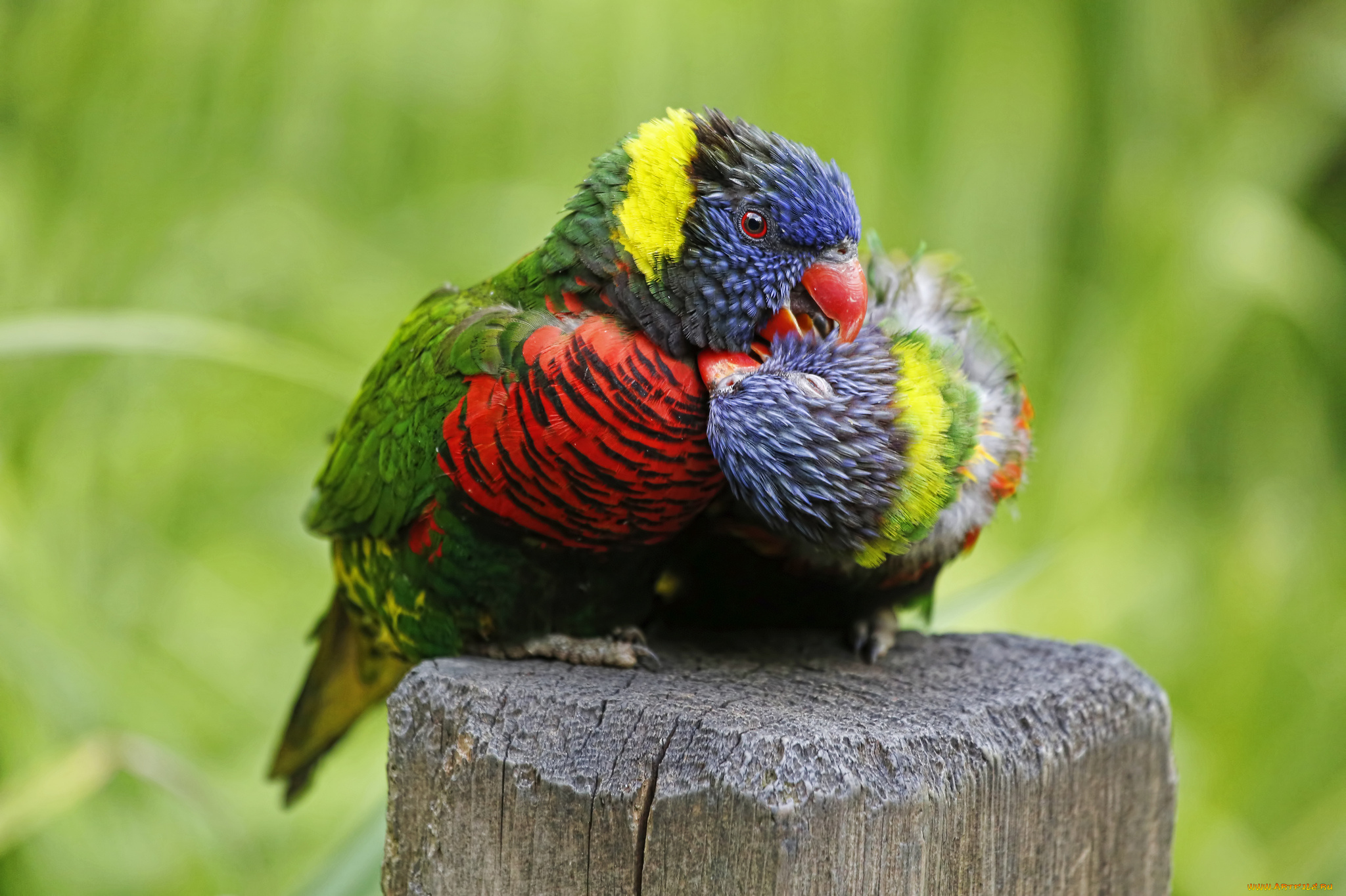животные, попугаи, многоцветный, лорикет, птицы, парочка, любовь