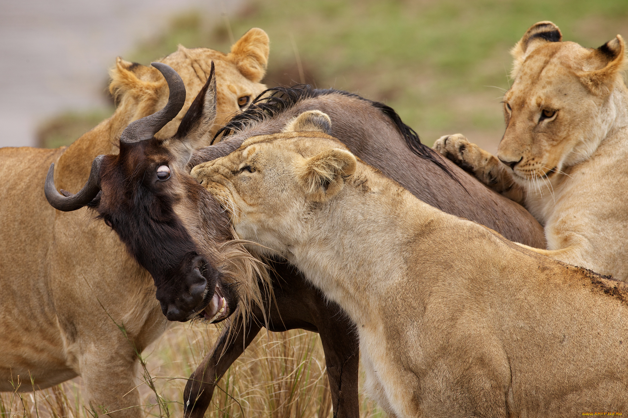 животные, разные, вместе, львы, антилопа, охота, добыча