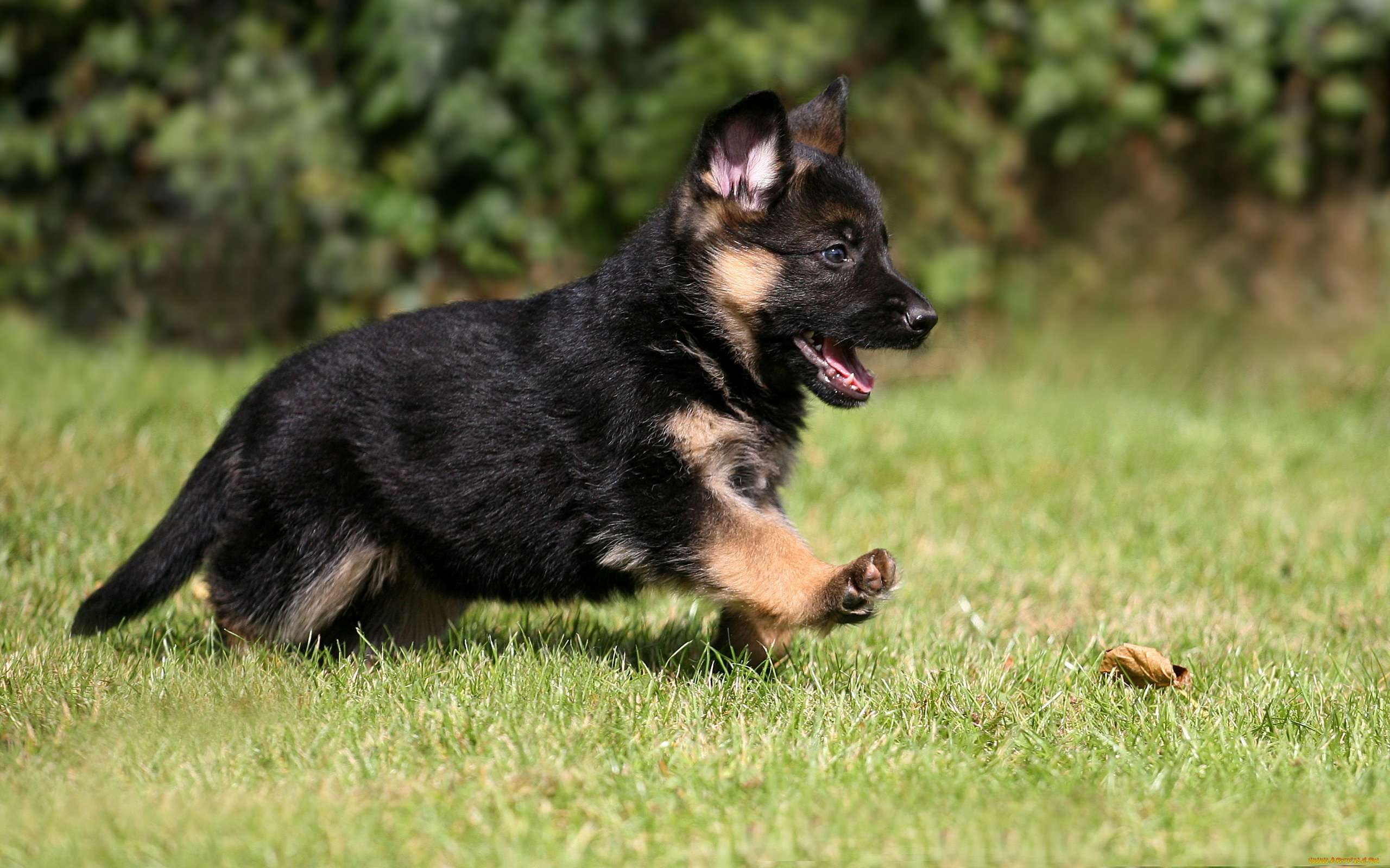 животные, собаки, german, shepherd, puppy, dog, pet