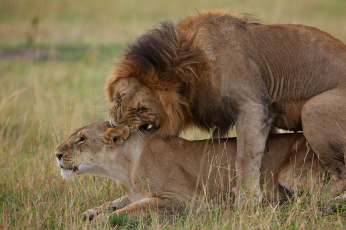 обоя животные, львы, любовь