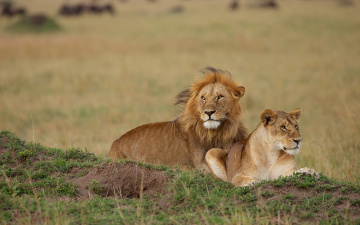 Картинка животные львы львица парочка