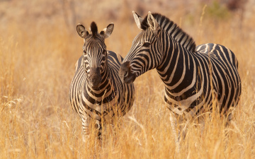 Картинка животные зебры саванна трава