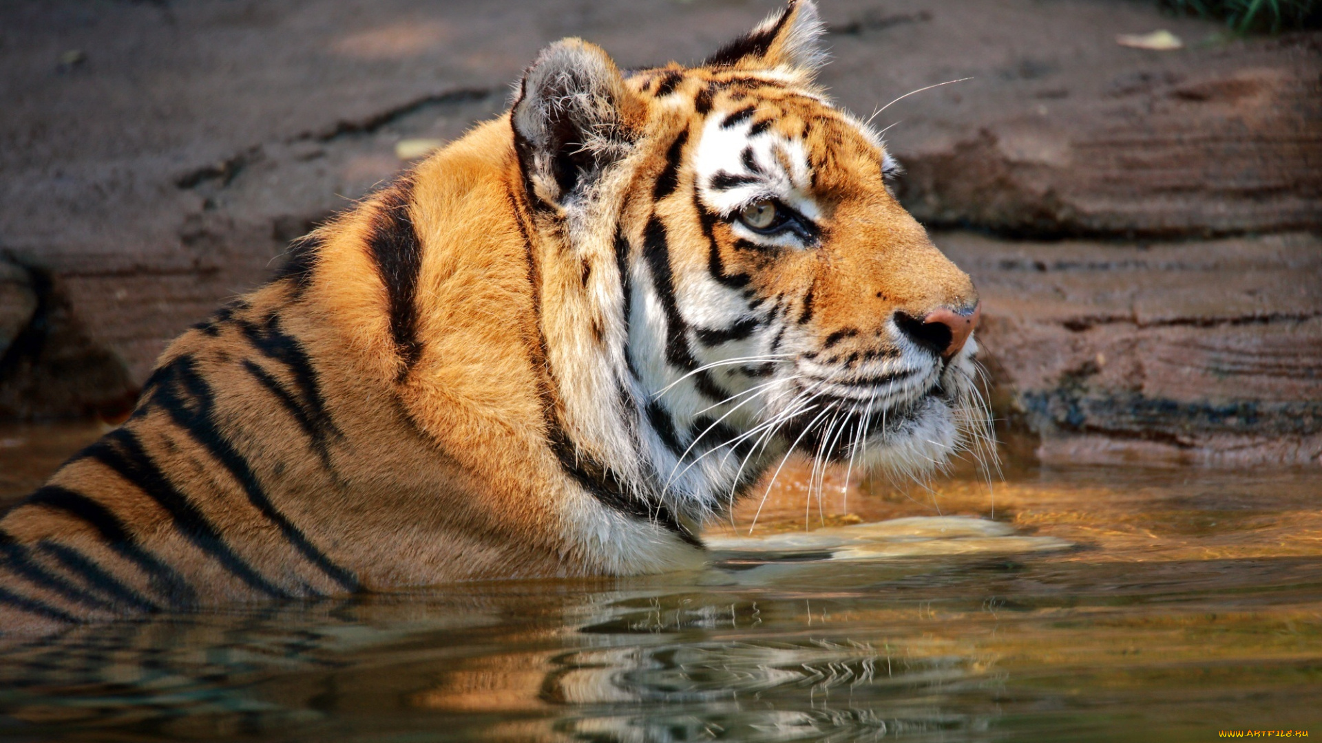 животные, тигры, кошка, морда, водоем, купание