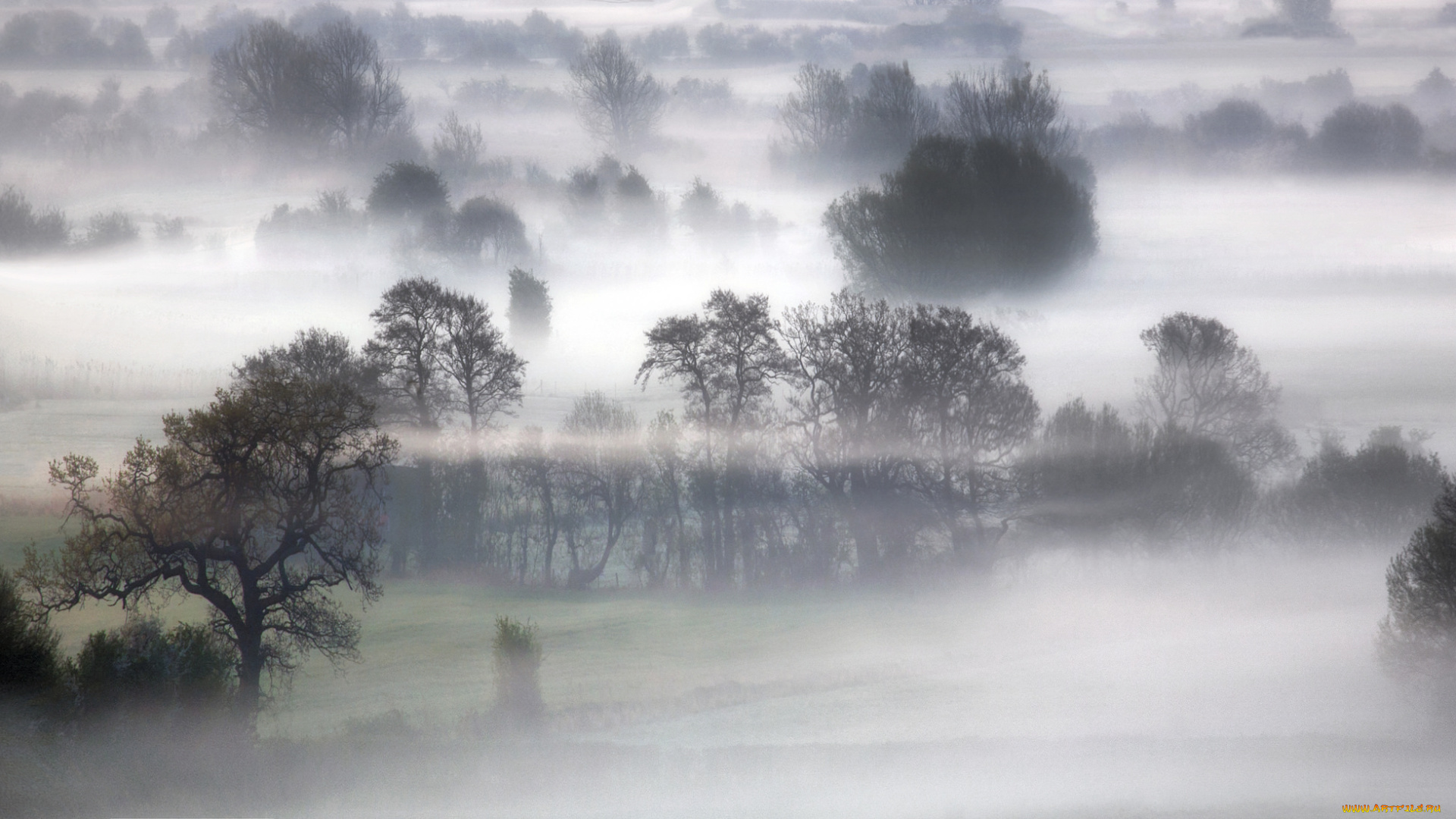 природа, деревья, туман, утро