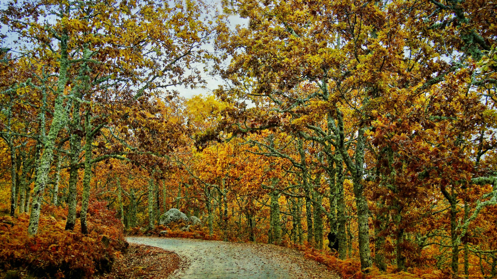 природа, дороги, листва, шоссе, лес, осень
