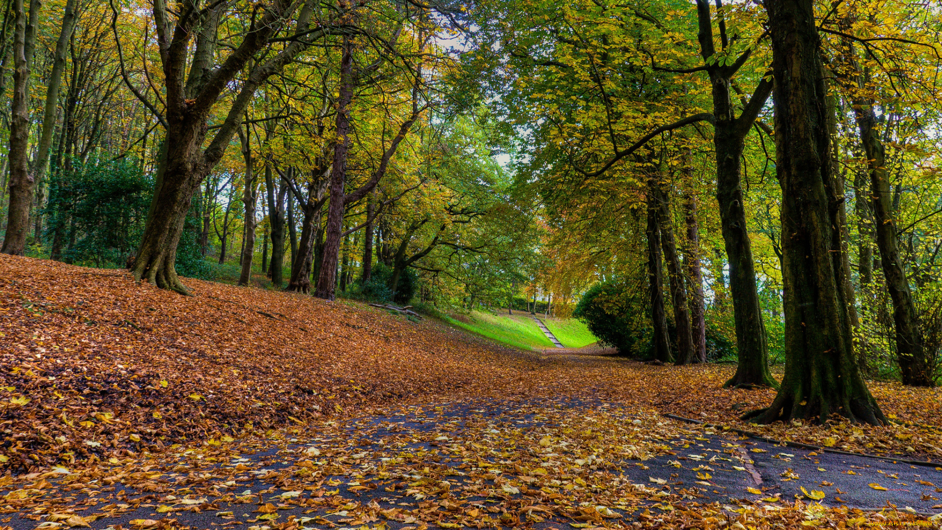 природа, дороги, осень, деревья, шоссе, листва