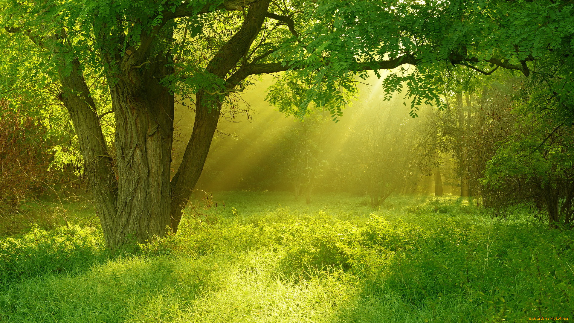 природа, лес, дерево, свет, лето, трава