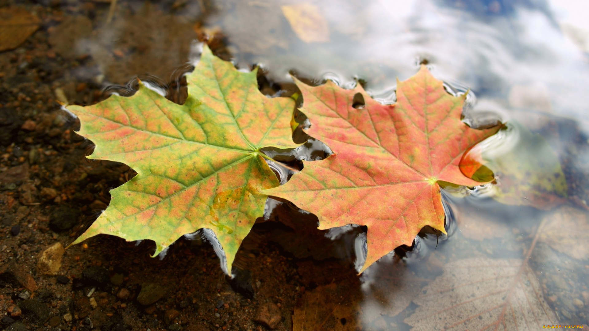 природа, листья, клен, упал, осень, water, macro, autumn, макро, вода, maple, fallen, leaves