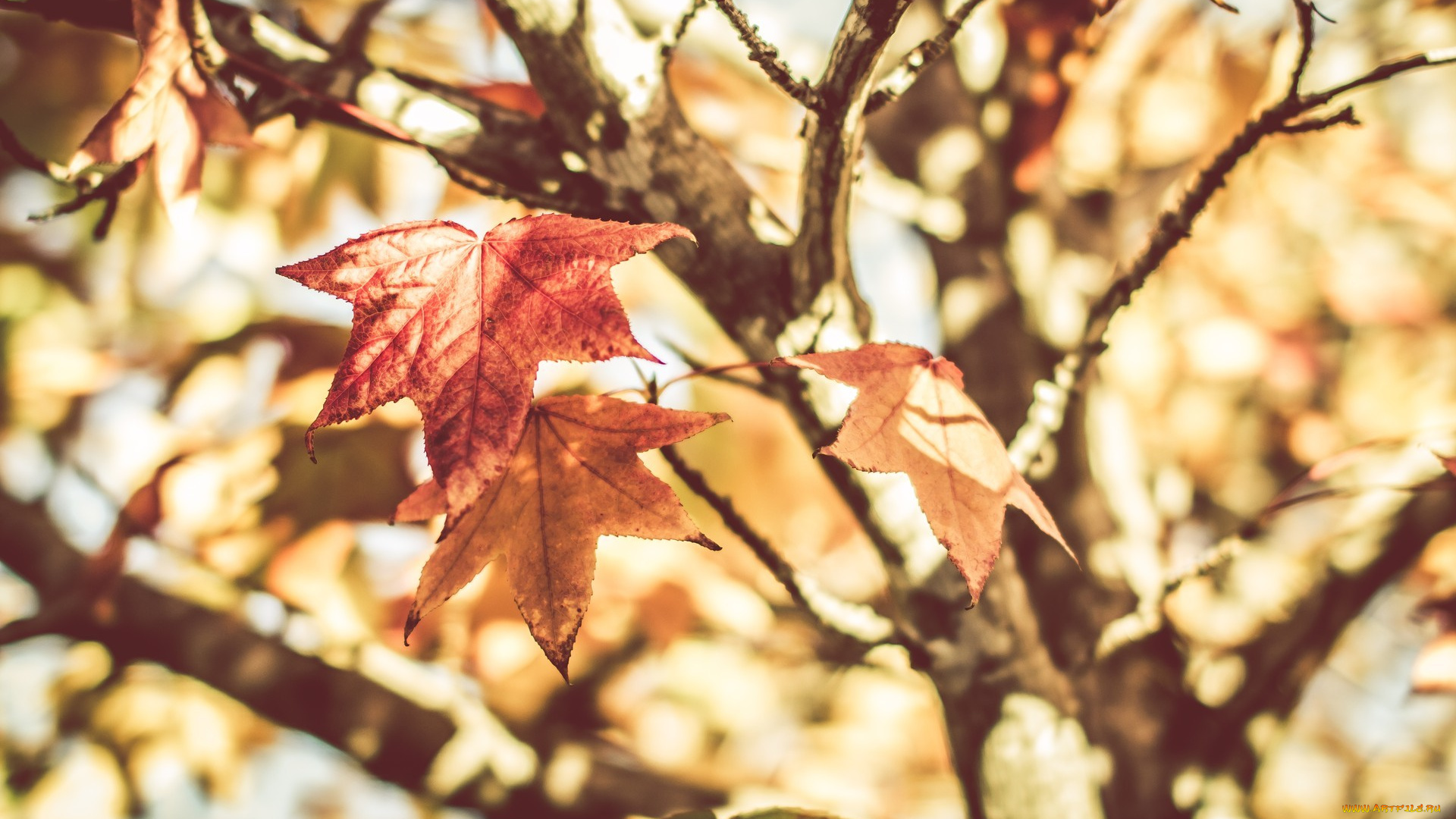 природа, листья, теплый, натюрморт, весна, maple, leaves, дерево, warm, tree, клена, still, life, leaf, spring, лист, растения, plants