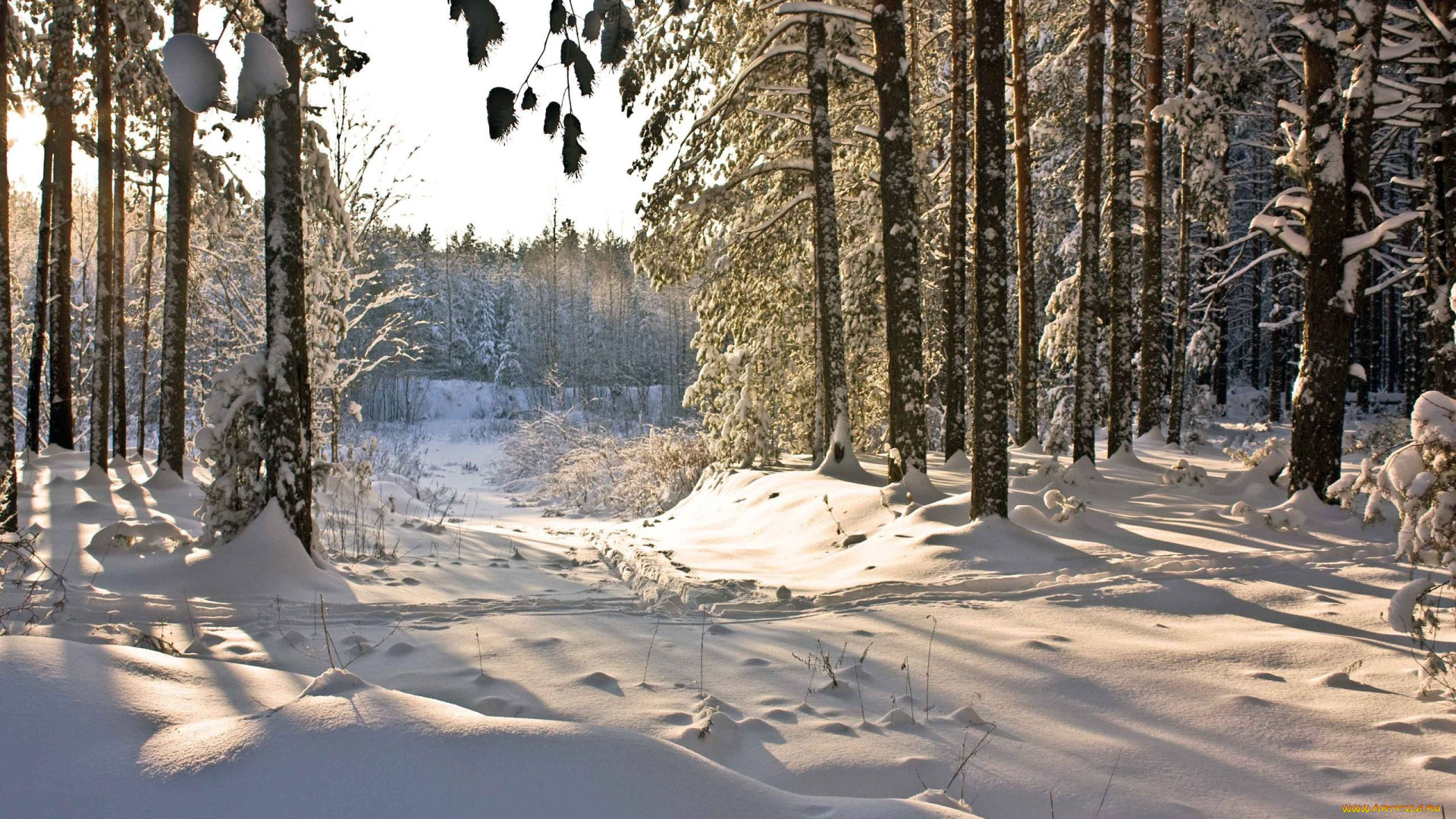 природа, зима, деревья, снег, тропинка, лес