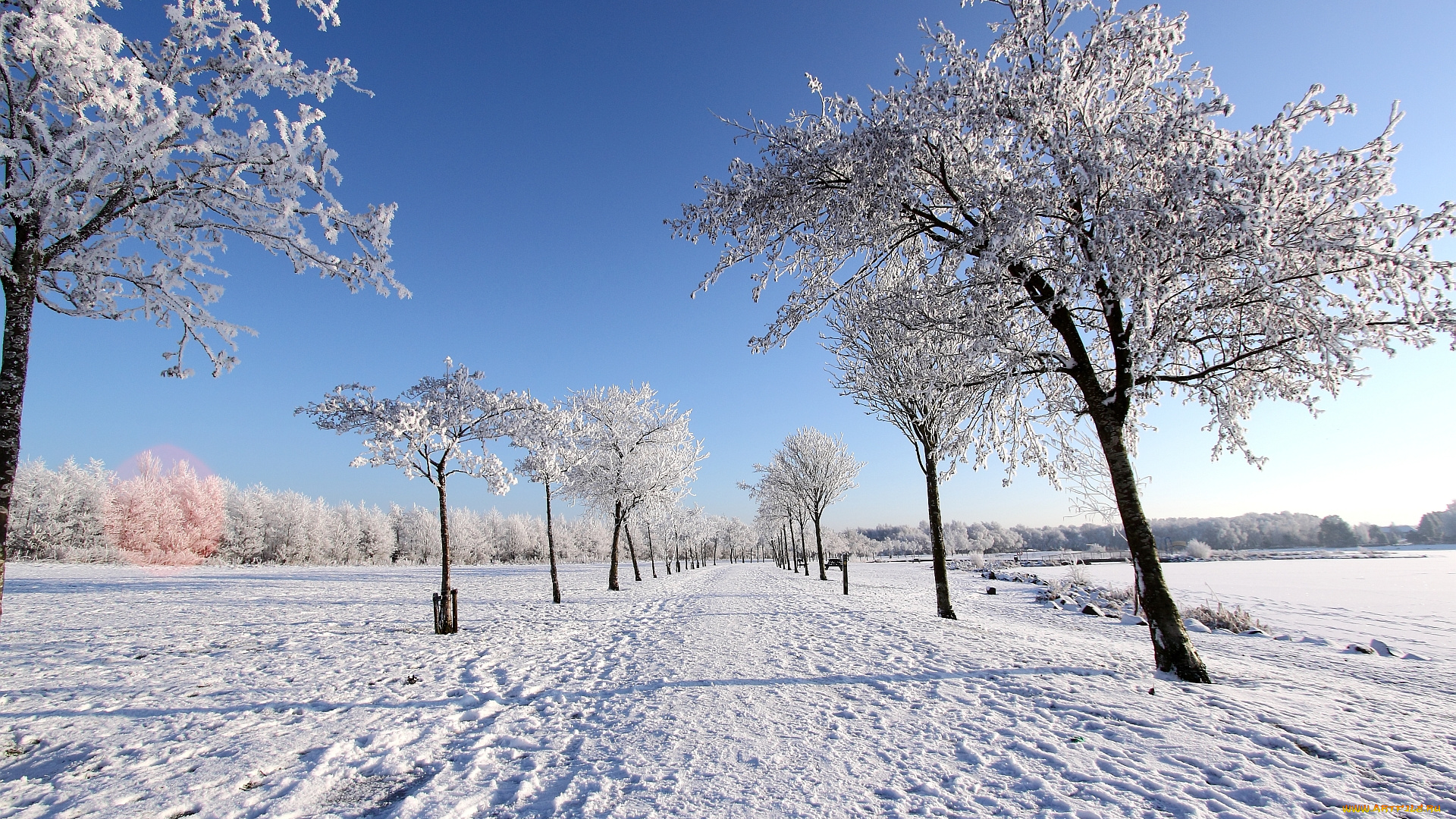 природа, зима, снег, деревья, поле
