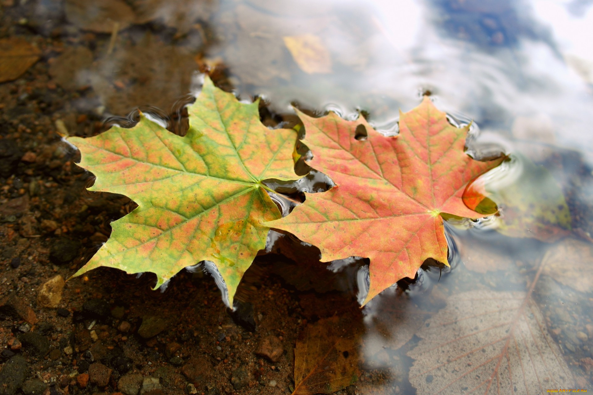 природа, листья, клен, упал, осень, water, macro, autumn, макро, вода, maple, fallen, leaves