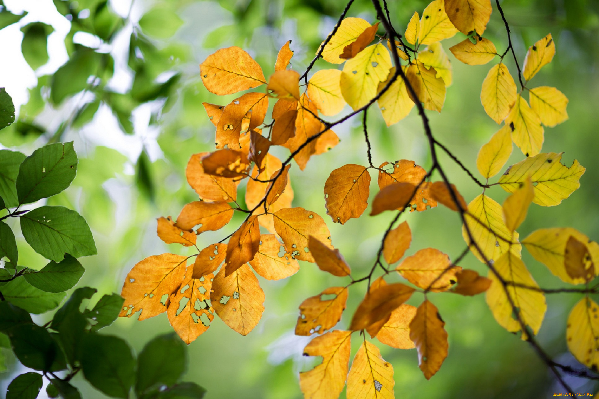 природа, листья, ветка, осень
