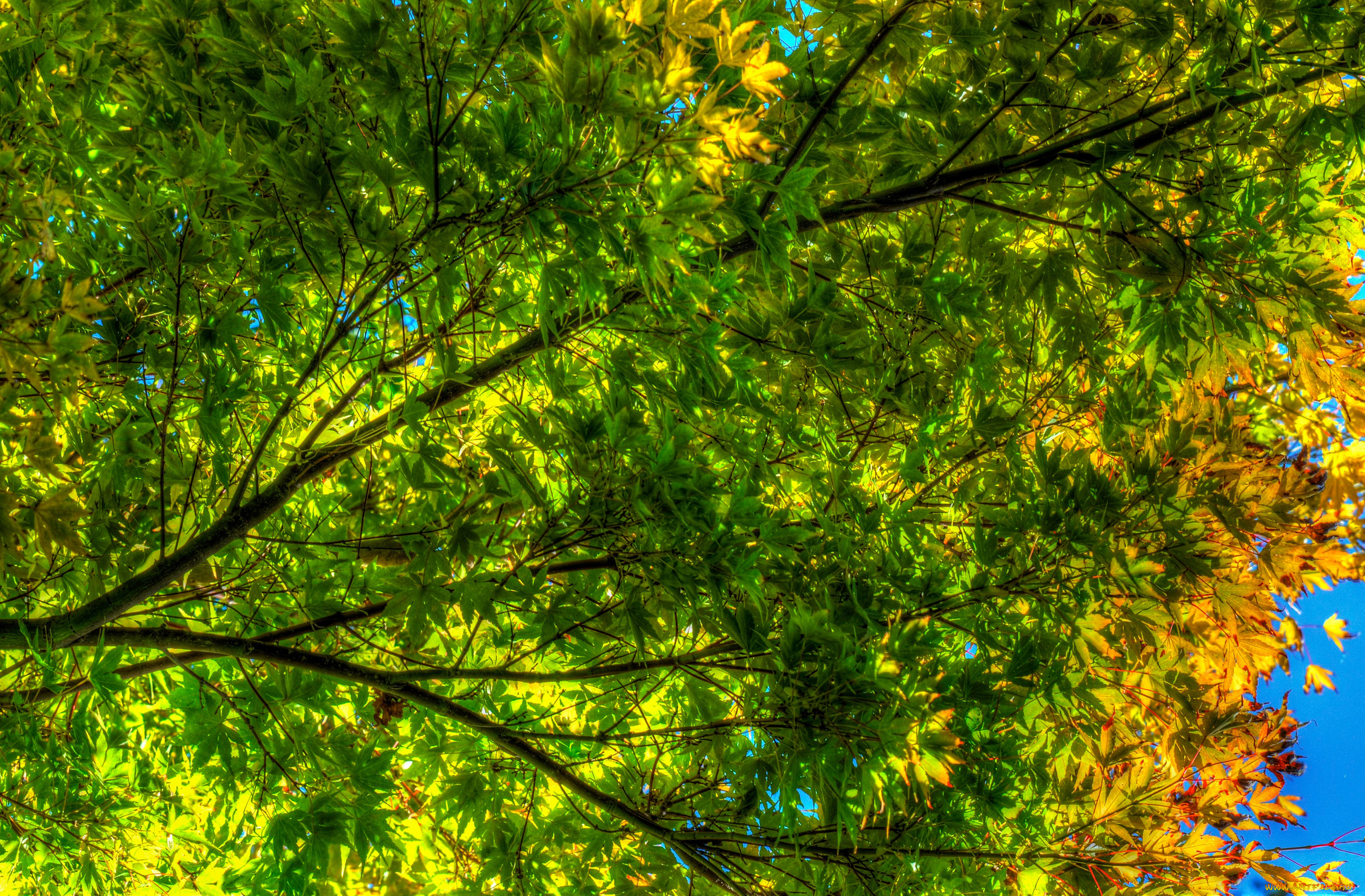 природа, листья, ярко, цвет, осень, дерево