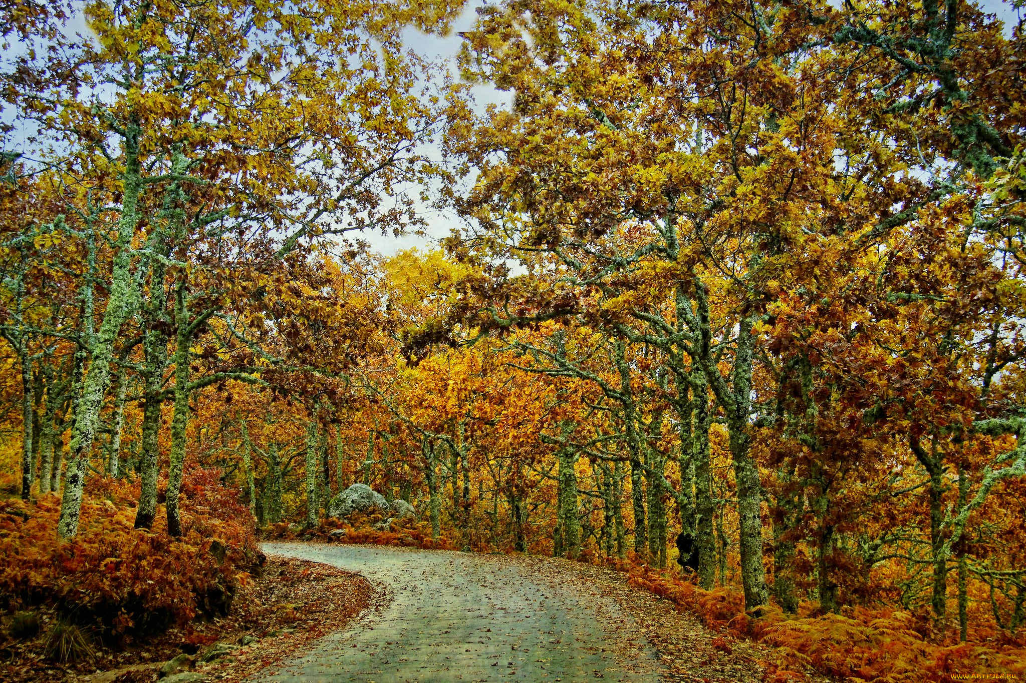 природа, дороги, листва, шоссе, лес, осень