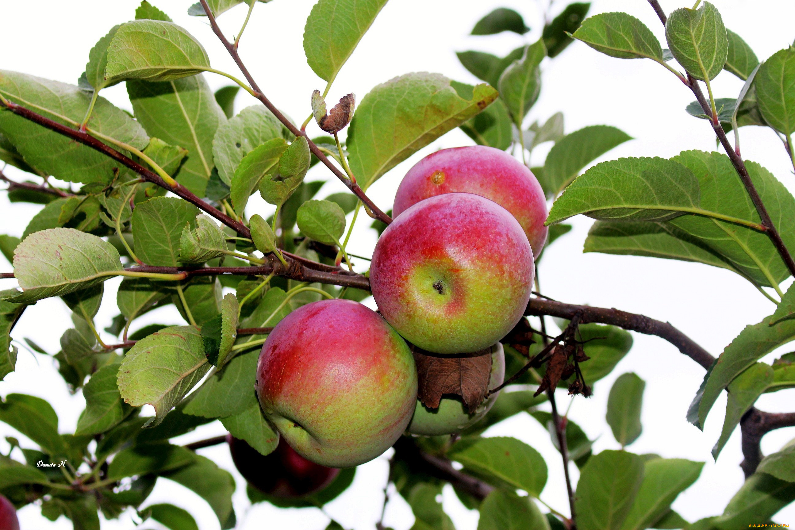 природа, плоды, ветка, яблоки, яблоня