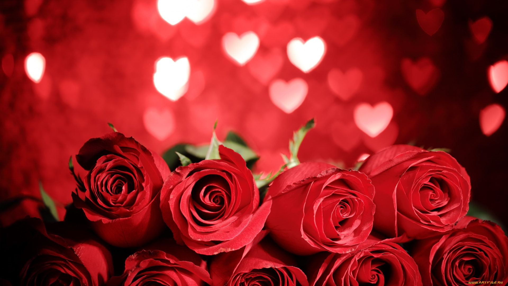 цветы, розы, flowers, red, gift, romantic, roses, valentine`s, day, love, heart, красные