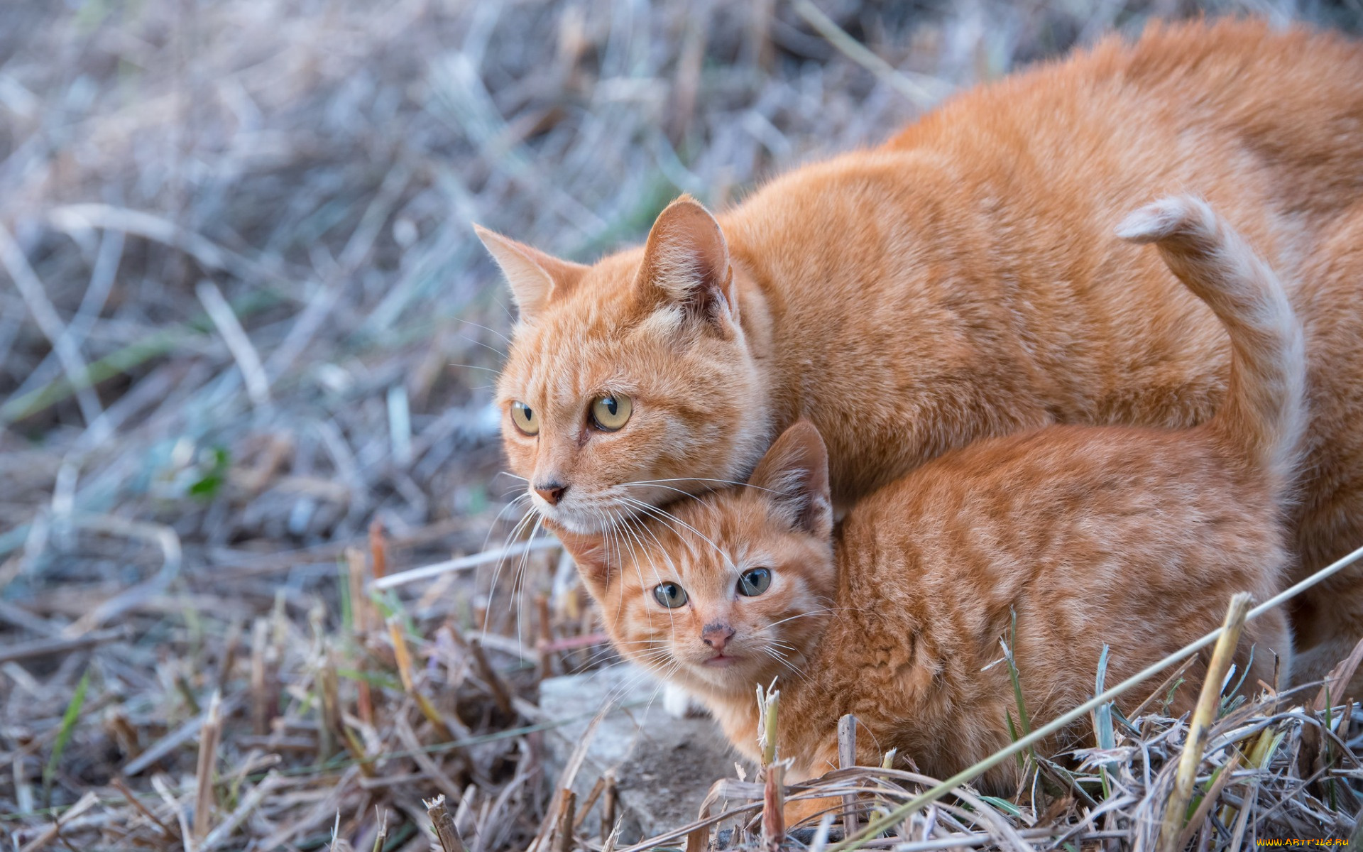 животные, коты, двое, рыжий, цвет