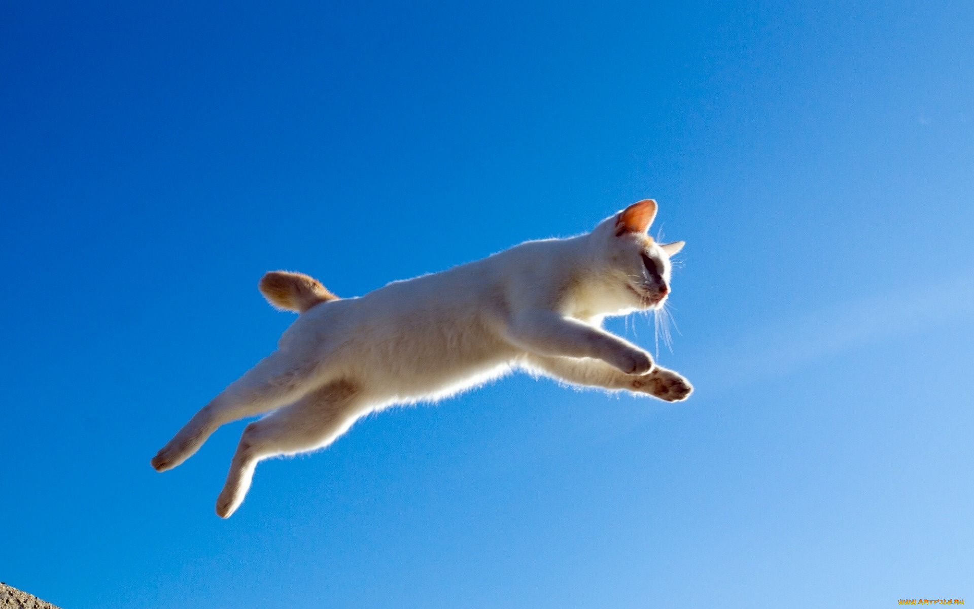 животные, коты, прыжок