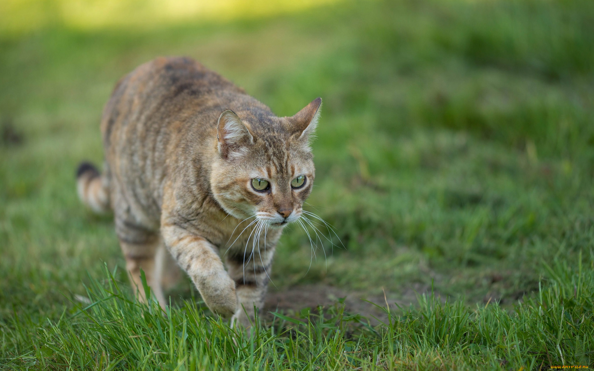 кошка на лужайке без смс