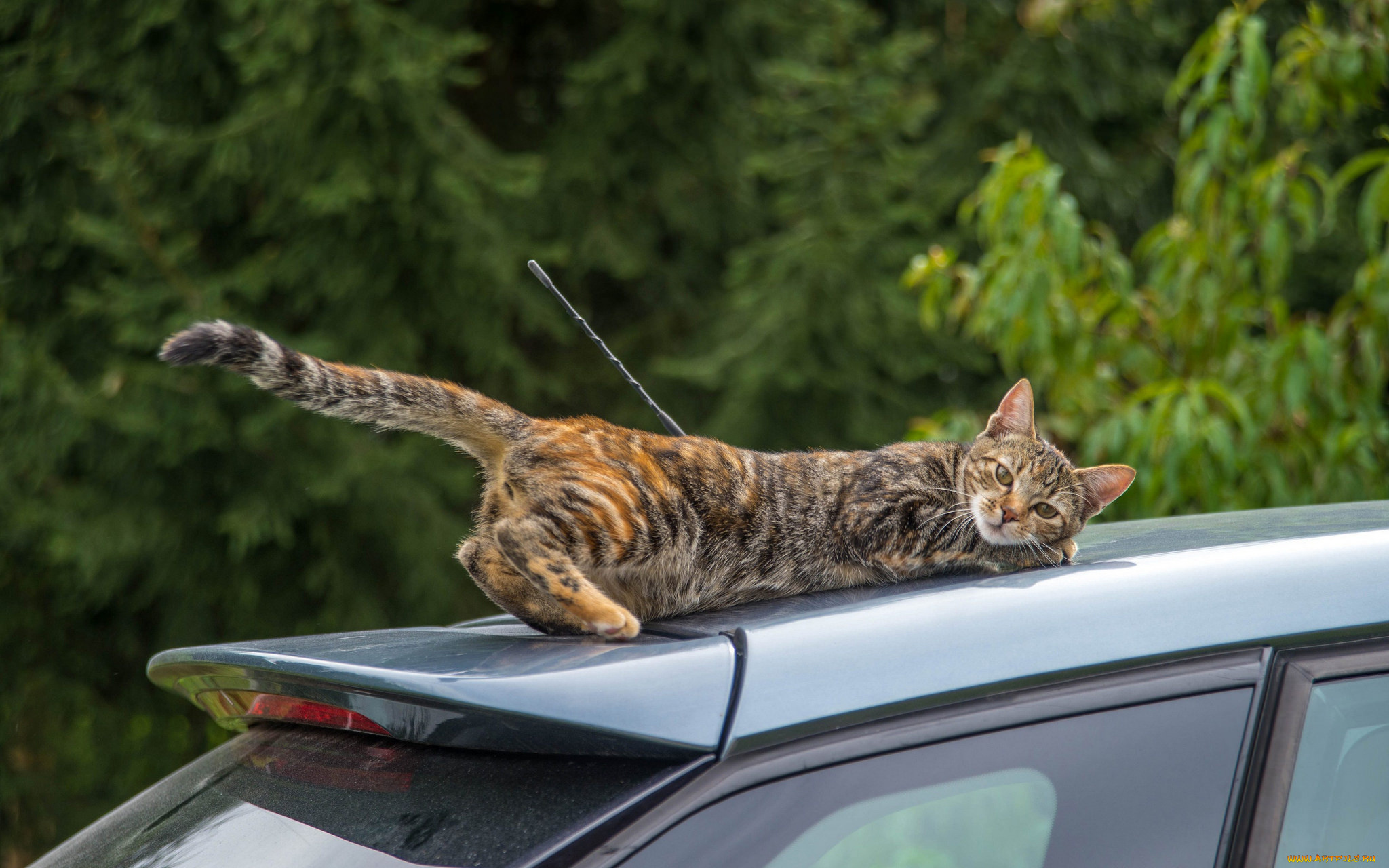 Кот в машине фото. Кот в машине. Котик на автомобиле. Кошка на крыше машины. Кошка на капоте машины.