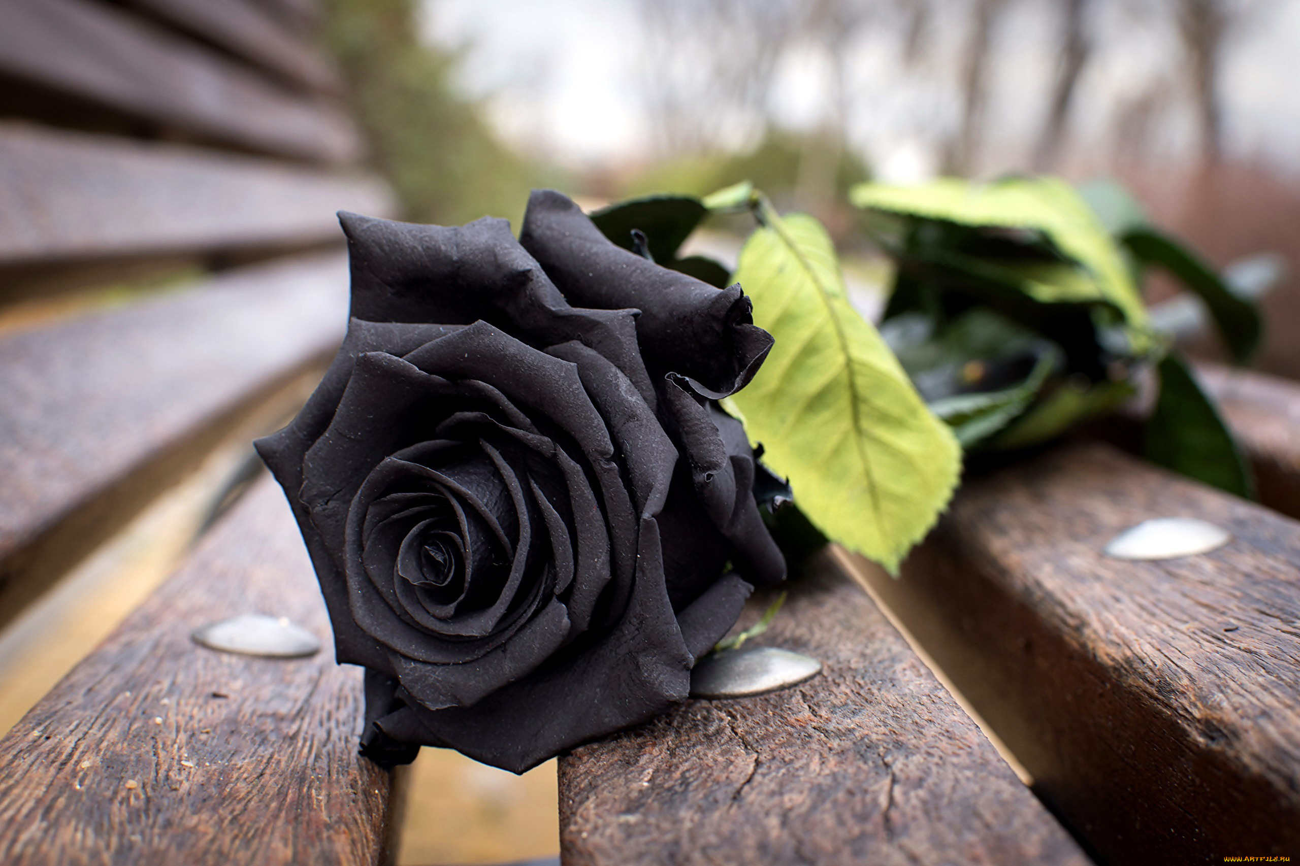 цветы, розы, одиночка, черная, роза