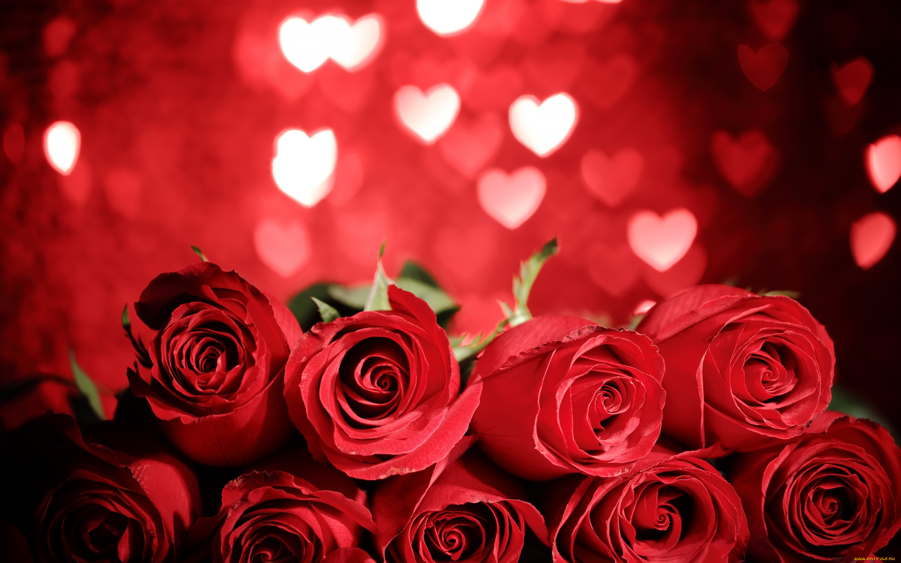 цветы, розы, flowers, red, gift, romantic, roses, valentine`s, day, love, heart, красные