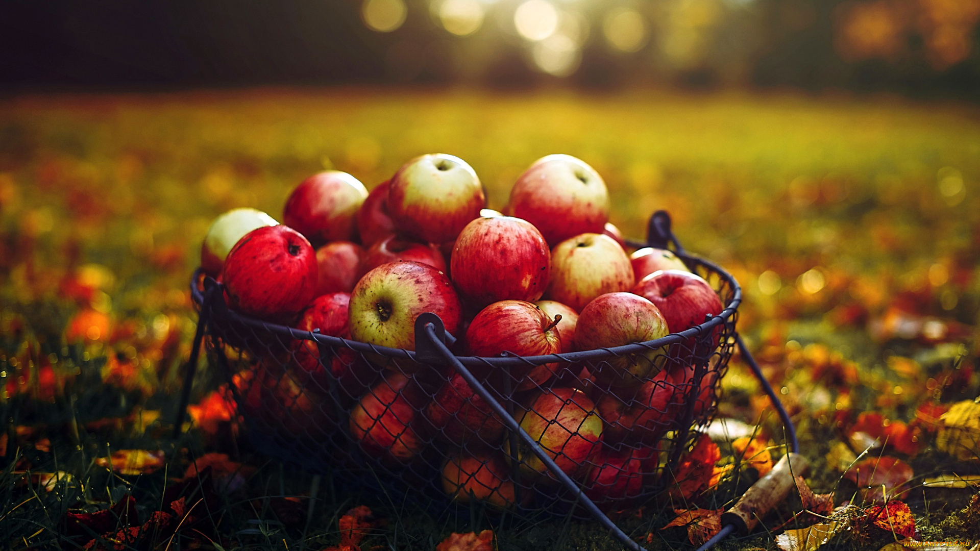 еда, яблоки, осень, корзинка, листья