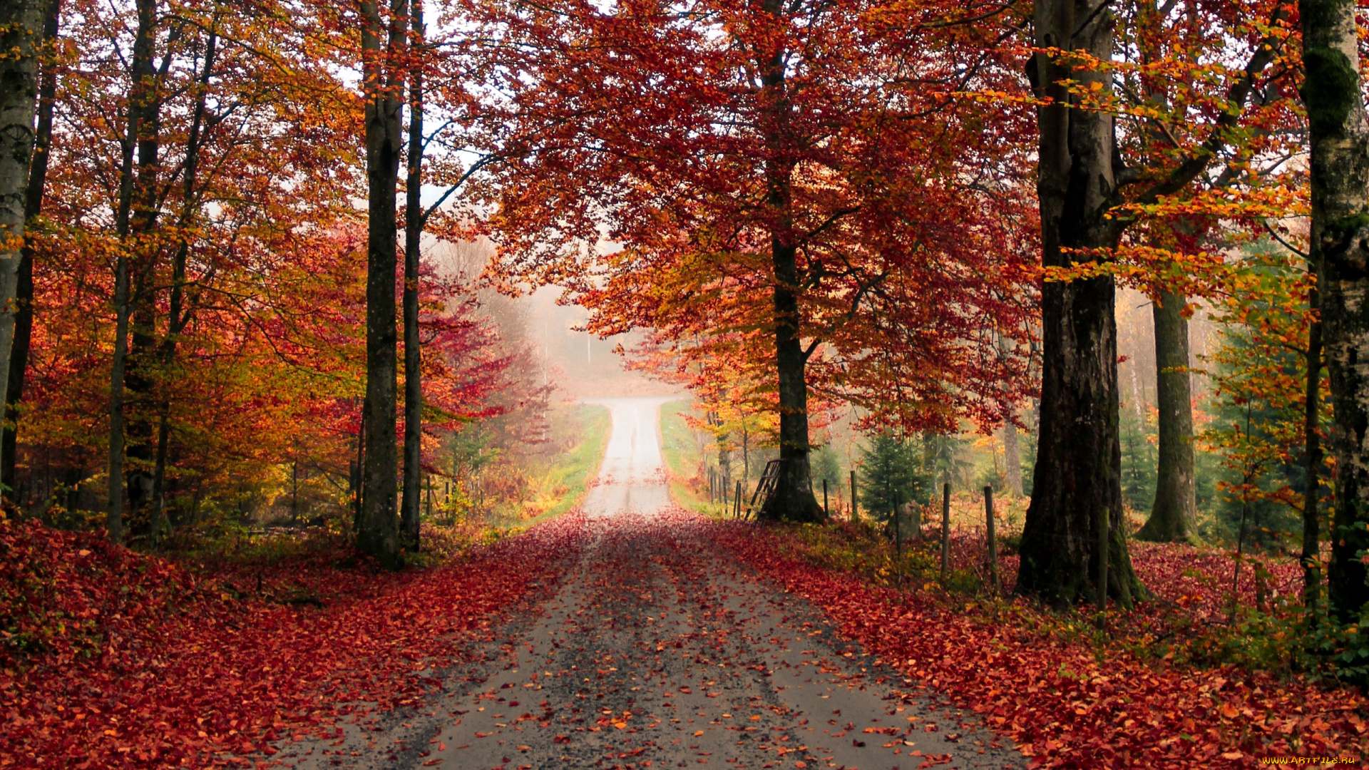 природа, дороги, листопад, дорога, осень