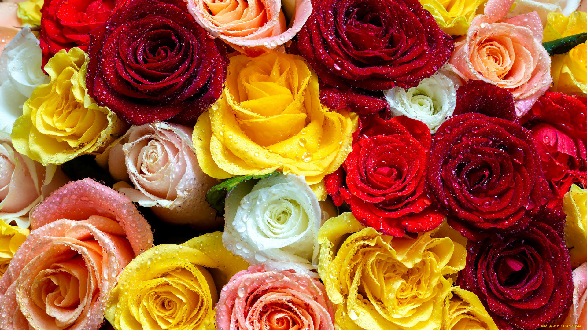 цветы, розы, разноцветные, бутоны, капли