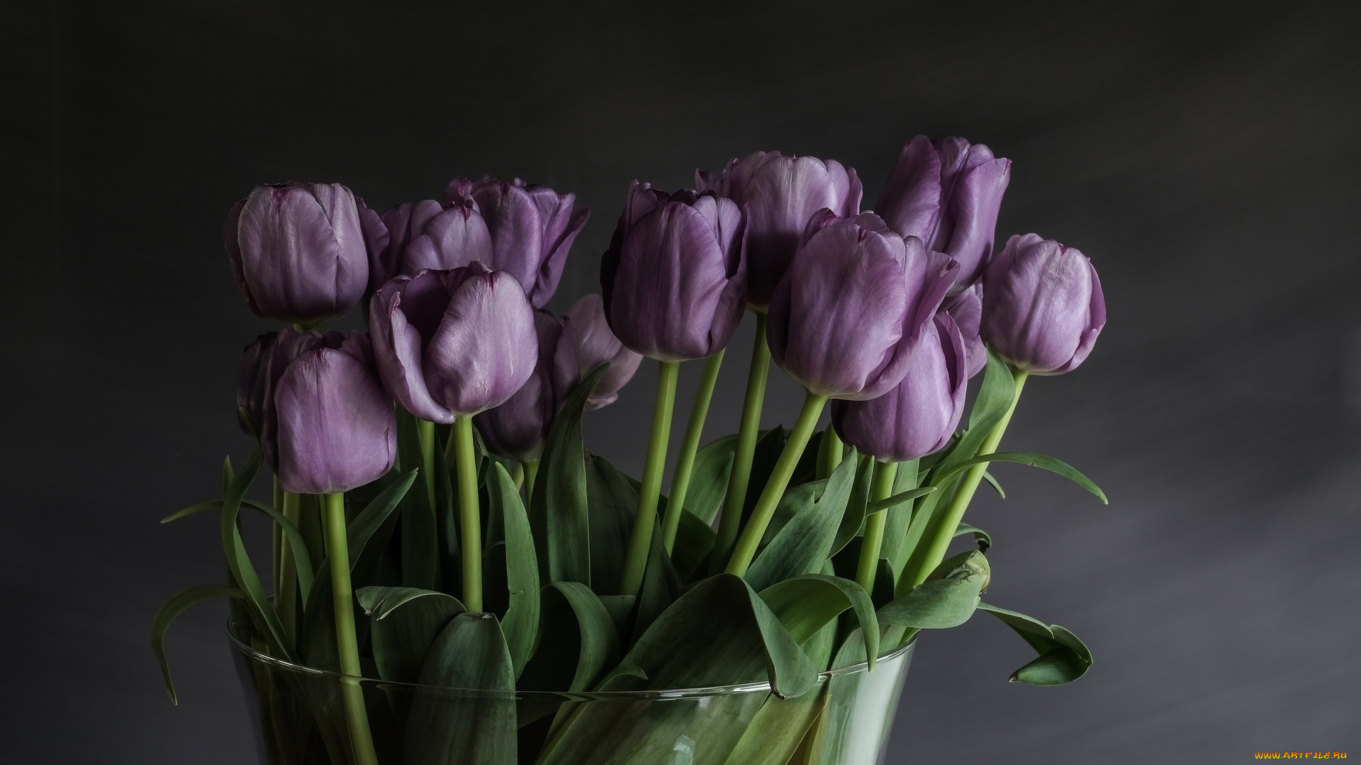 цветы, тюльпаны, ваза, бутоны, лиловый