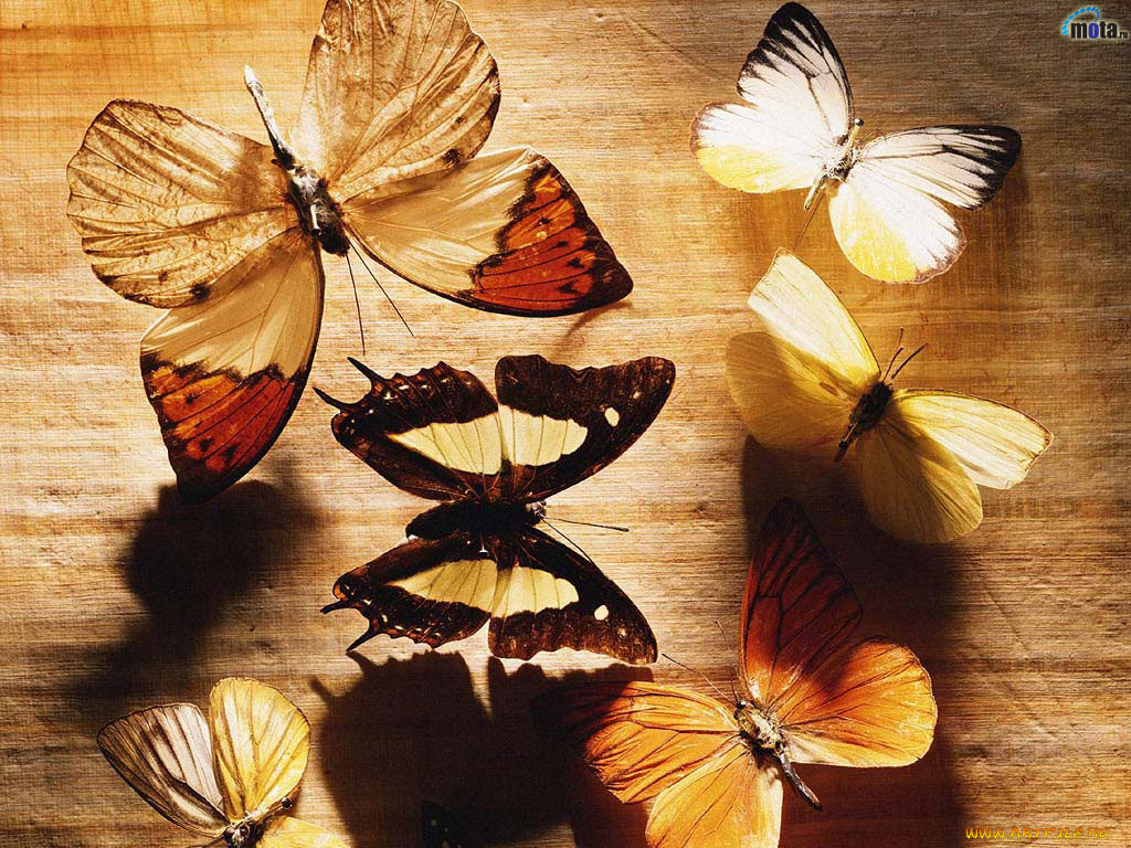 животные, бабочки