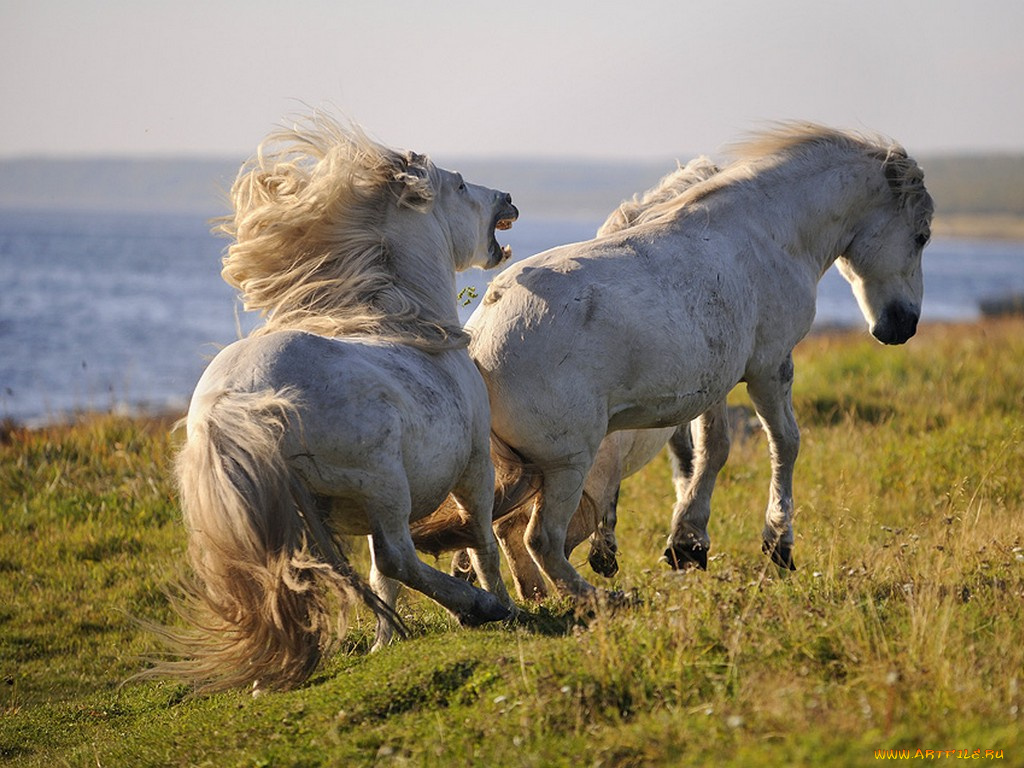 horses, лошади, заполярного, круга, животные