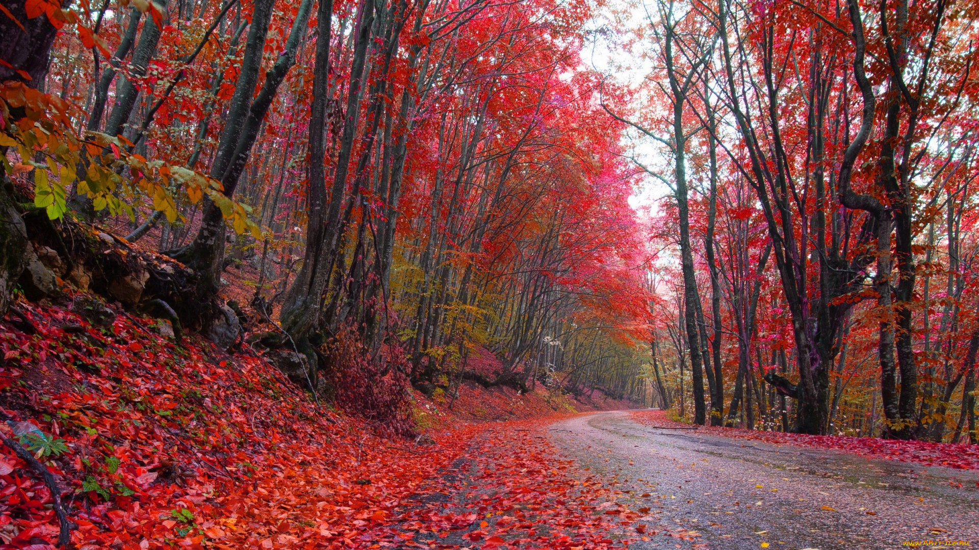 природа, дороги, autumn, роща, краски, красные, листья, осень, дорога