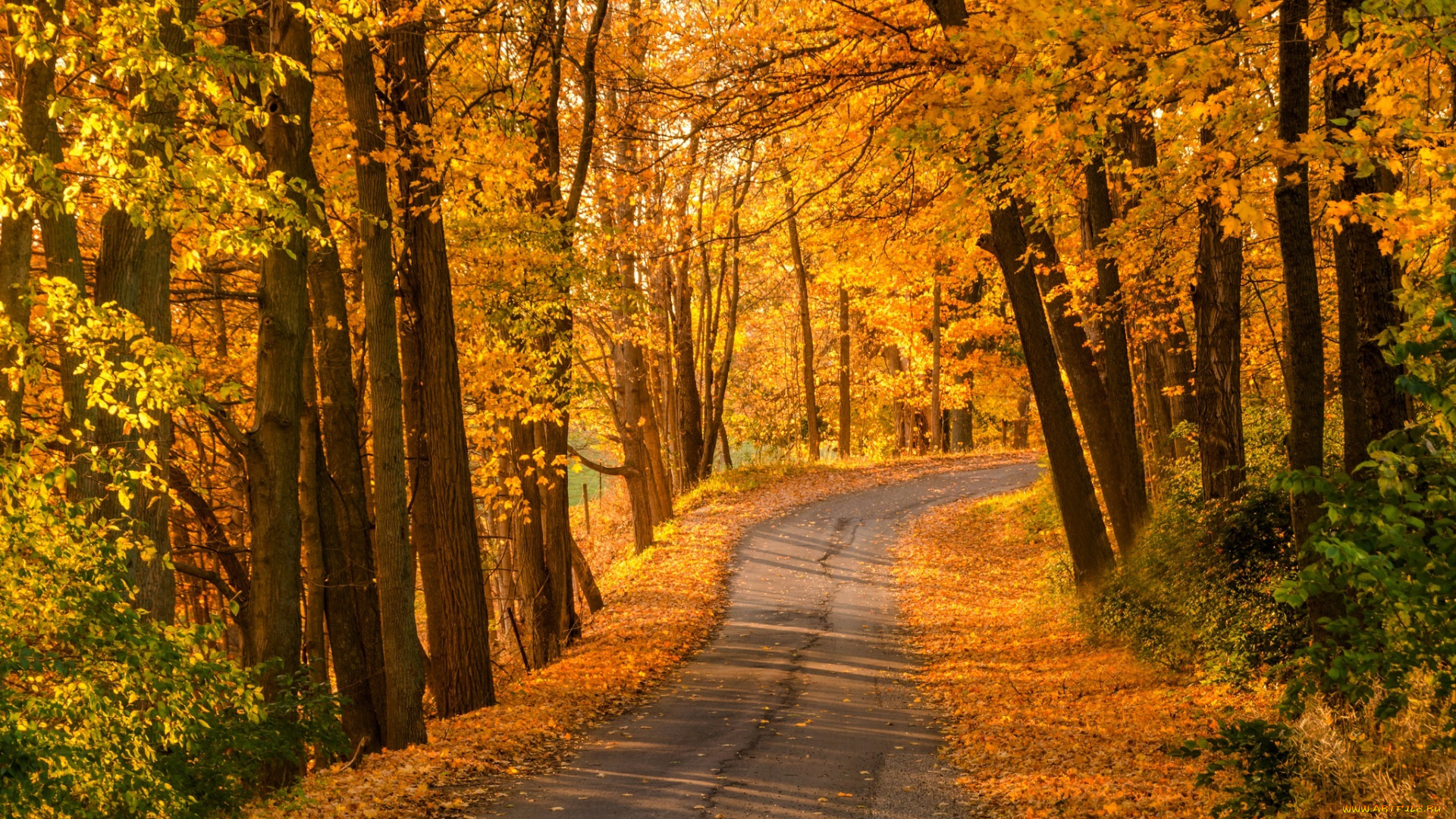 природа, дороги, colorful, leaves, trees, парк, лес, дорога, деревья, осень, листья, walk, autumn, park, colors, fall, path, road, forest