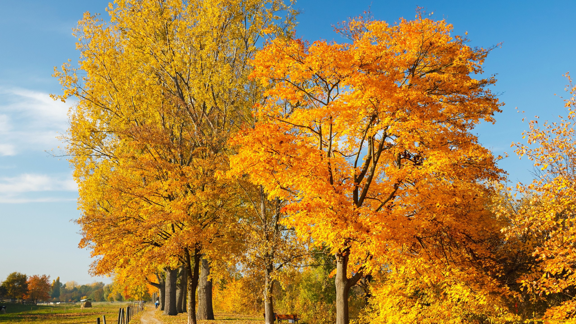 природа, дороги, дорога, осень, фото, листья, деревья