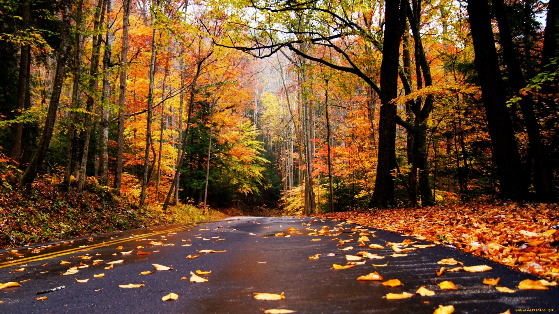 природа, дороги, осень, дорога, лес